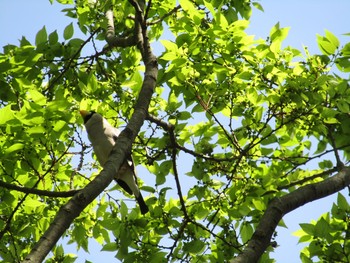 Japanese Grosbeak 馬見丘陵公園 Thu, 4/15/2021