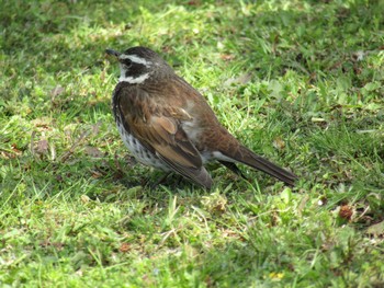 Dusky Thrush 馬見丘陵公園 Thu, 4/15/2021