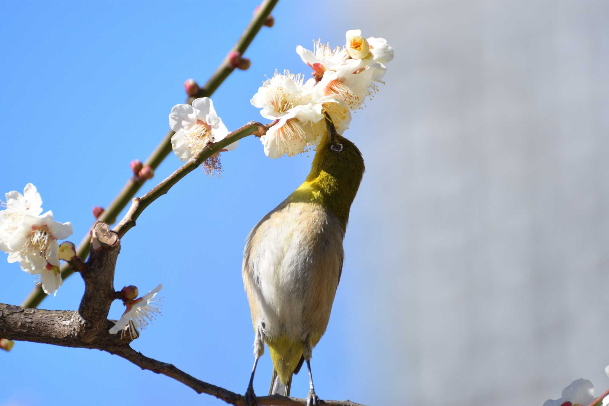 Warbling White-eye