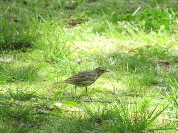 Olive-backed Pipit 馬見丘陵公園 Thu, 4/15/2021