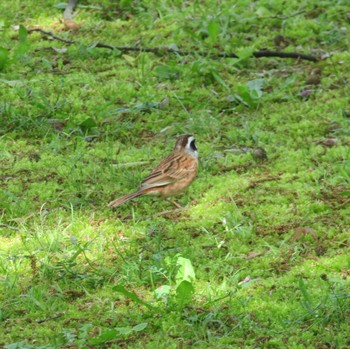 Meadow Bunting 馬見丘陵公園 Thu, 4/15/2021