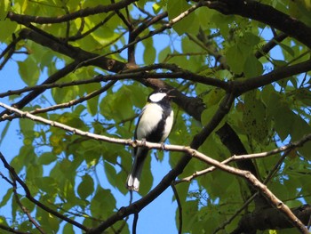 Japanese Tit Osaka castle park Thu, 4/15/2021