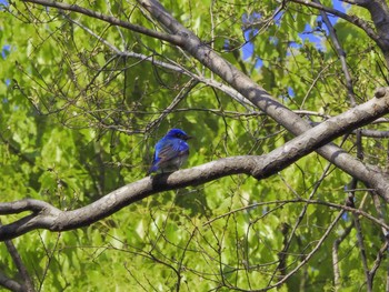 Blue-and-white Flycatcher Osaka castle park Thu, 4/15/2021