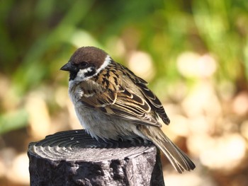 Eurasian Tree Sparrow Osaka castle park Thu, 4/15/2021