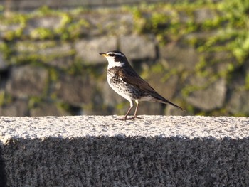 Dusky Thrush Osaka castle park Thu, 4/15/2021