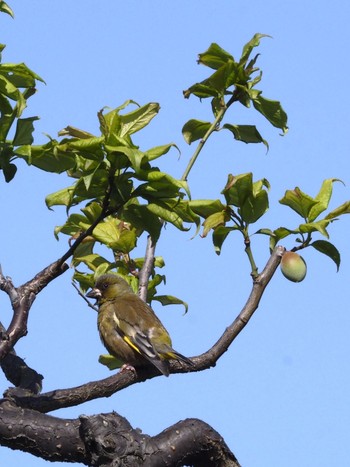 Grey-capped Greenfinch Osaka castle park Thu, 4/15/2021