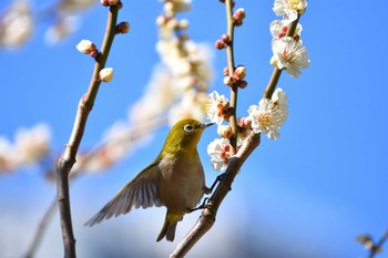 メジロ 浜離宮恩賜庭園 2017年2月13日(月)