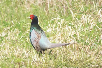 キジ 利根川 2021年4月8日(木)