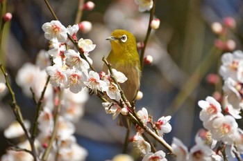 メジロ 神代植物公園 2017年2月14日(火)