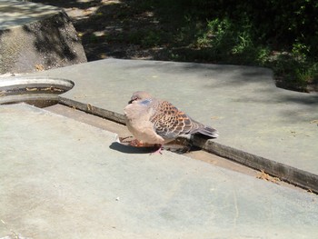 Oriental Turtle Dove 馬見丘陵公園 Thu, 4/15/2021