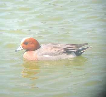 2021年4月9日(金) 橿原神宮の野鳥観察記録