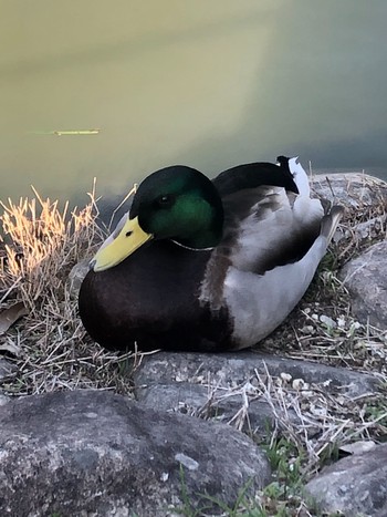 Sun, 4/11/2021 Birding report at 橿原神宮