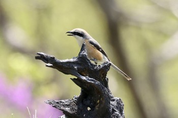 Upland Antshrike