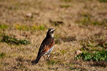 2017年2月14日(火) 神代植物公園の野鳥観察記録