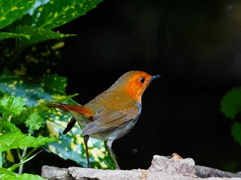 Japanese Robin 愛知県 Wed, 4/14/2021