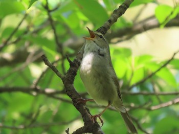 2021年4月15日(木) 名古屋平和公園の野鳥観察記録