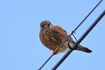 Common Kestrel Unknown Spots Sun, 2/19/2017