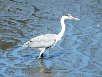 アオサギ 大沼親水公園 2021年4月15日(木)