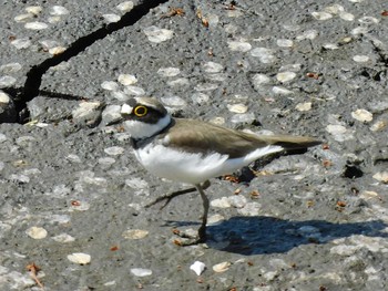 Little Ringed Plover 大沼親水公園 Thu, 4/15/2021