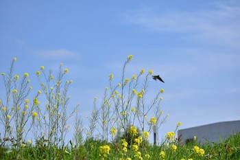 2021年4月15日(木) 芝川の野鳥観察記録
