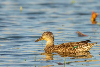 Eurasian Teal 福岡県 鞍手町 Sun, 4/11/2021