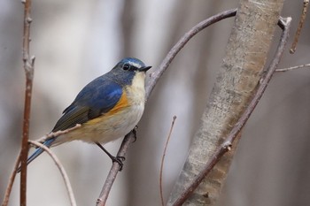 Red-flanked Bluetail Asahiyama Memorial Park Thu, 4/15/2021