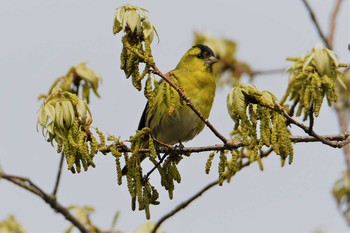 2021年4月15日(木) 達磨山の野鳥観察記録