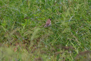 Chestnut Munia 金武町(沖縄県) Tue, 4/17/2018