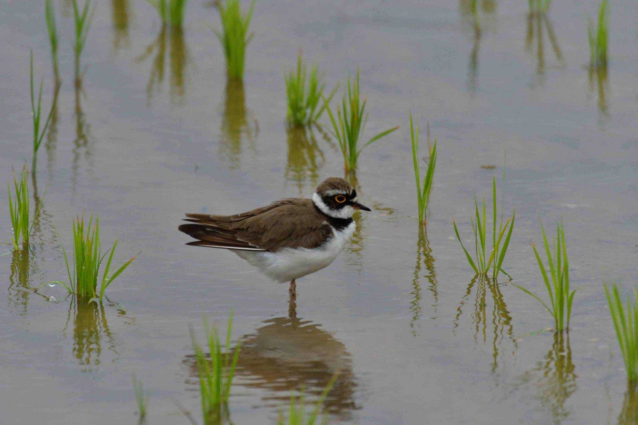 Photo of Little Ringed Plover at 金武町(沖縄県) by やなさん