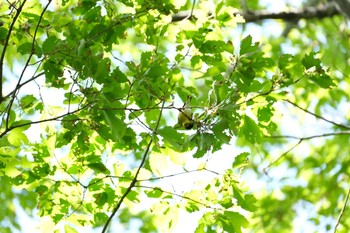 マヒワ 東村山 2021年4月15日(木)