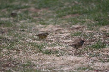 Mon, 2/20/2017 Birding report at 金山緑地公園