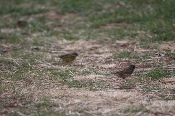 シベリアアオジ 金山緑地公園 2017年2月20日(月)