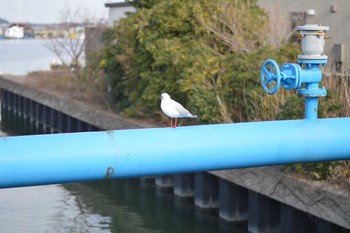 カモメ 銚子漁港 2019年1月20日(日)