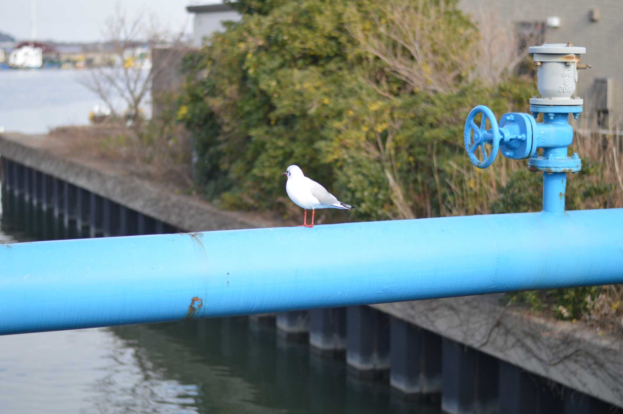 千葉県銚子市の海鳥 by kaiba