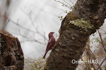 Pallas's Rosefinch 埼玉県 Tue, 3/30/2021