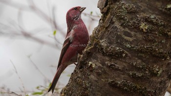 Pallas's Rosefinch 埼玉県 Tue, 3/30/2021