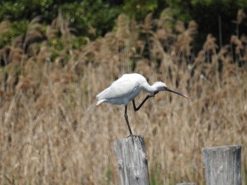 2021年4月15日(木) 葛西臨海公園の野鳥観察記録