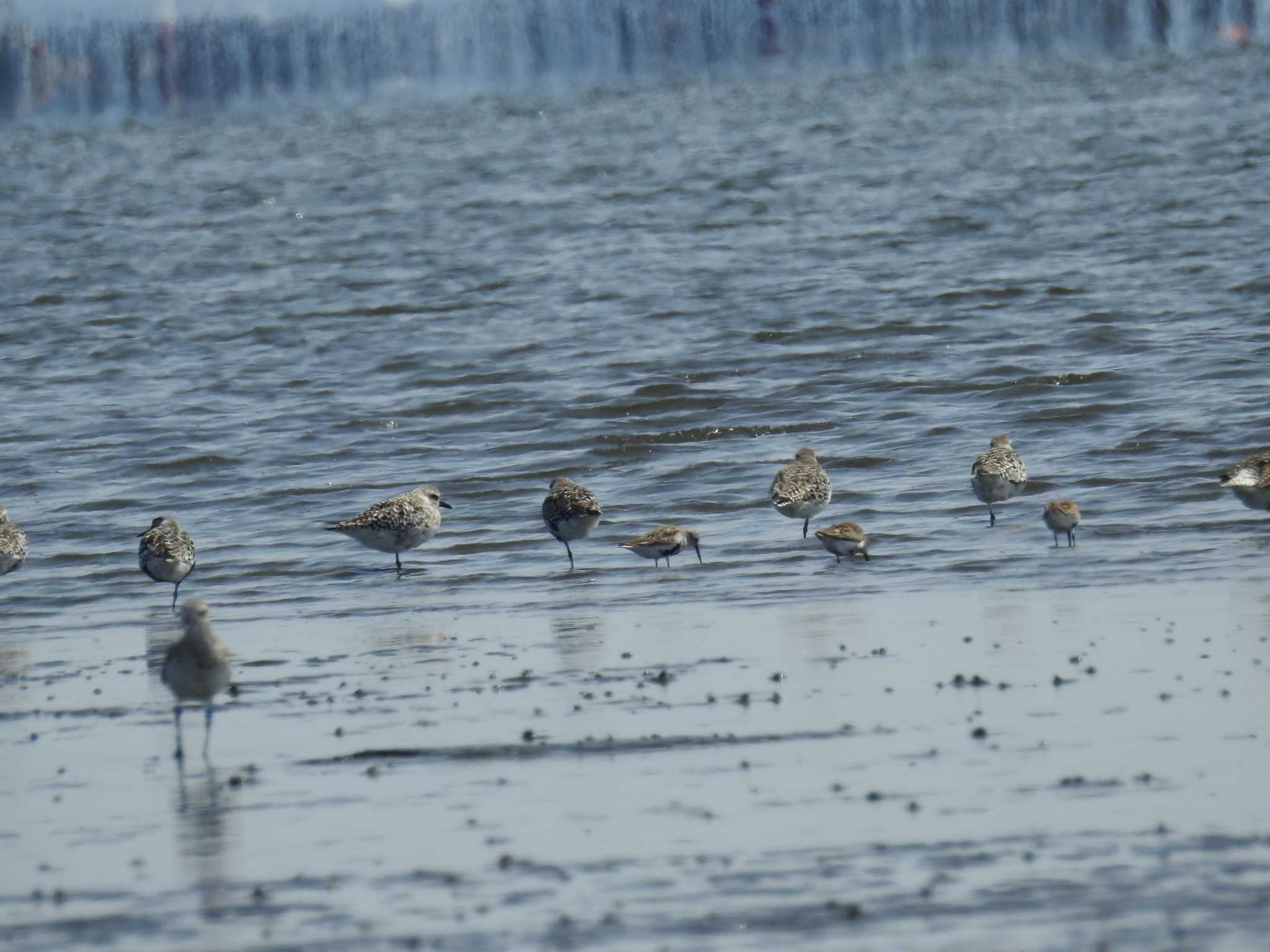 ふなばし三番瀬海浜公園 ダイゼンの写真 by Kozakuraband