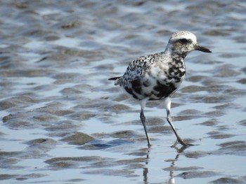 2021年4月15日(木) ふなばし三番瀬海浜公園の野鳥観察記録