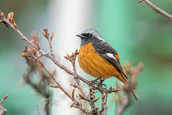 Daurian Redstart 石ケ谷公園 Wed, 2/17/2021