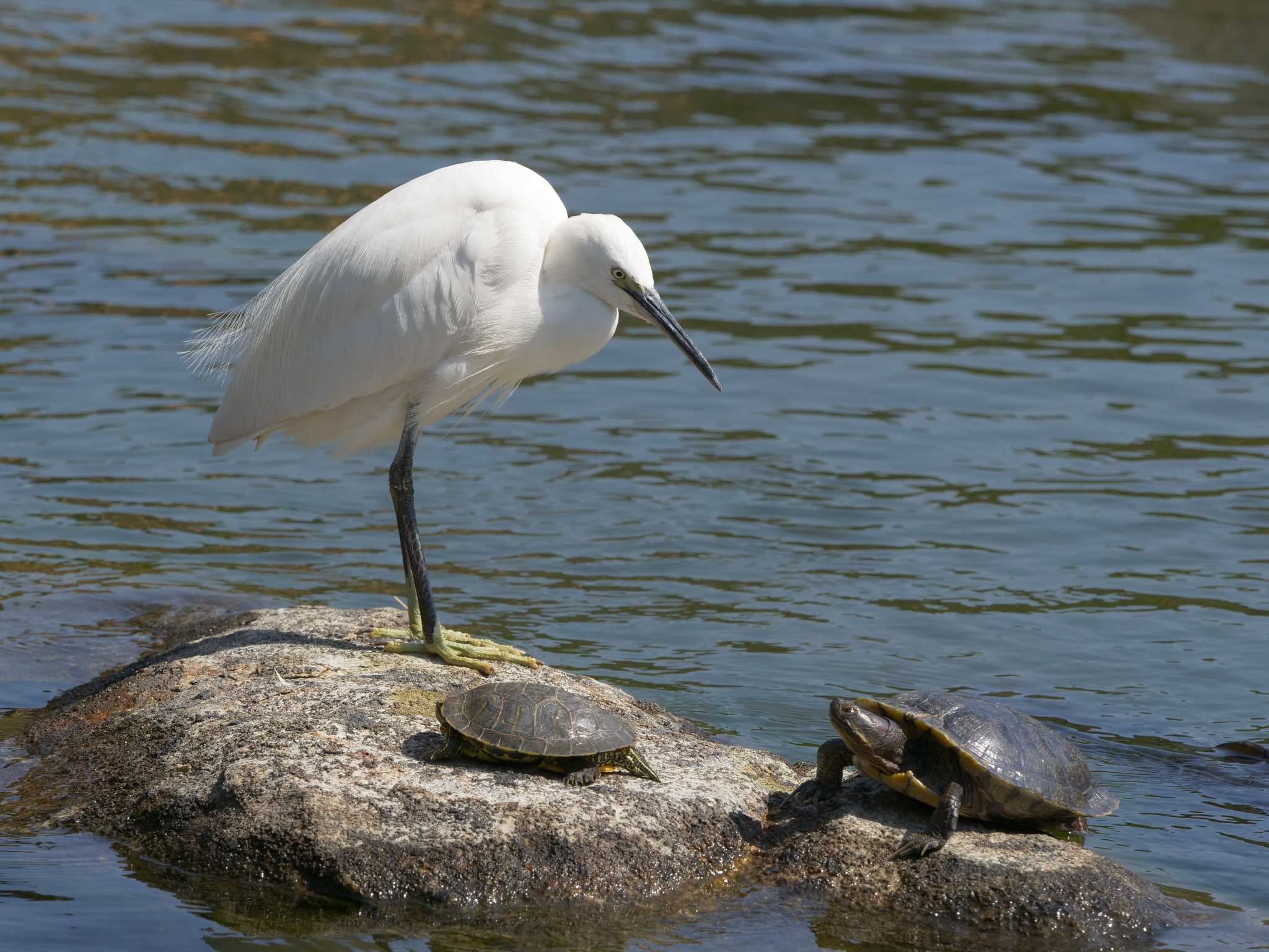 Photo of Little Egret at 行船公園 by ひらも