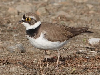 Little Ringed Plover Isanuma Fri, 4/16/2021