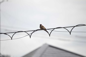 Eurasian Tree Sparrow 世田谷区 Fri, 4/16/2021