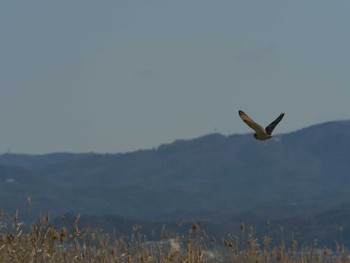 Short-eared Owl 斐伊川河口 Wed, 1/20/2021