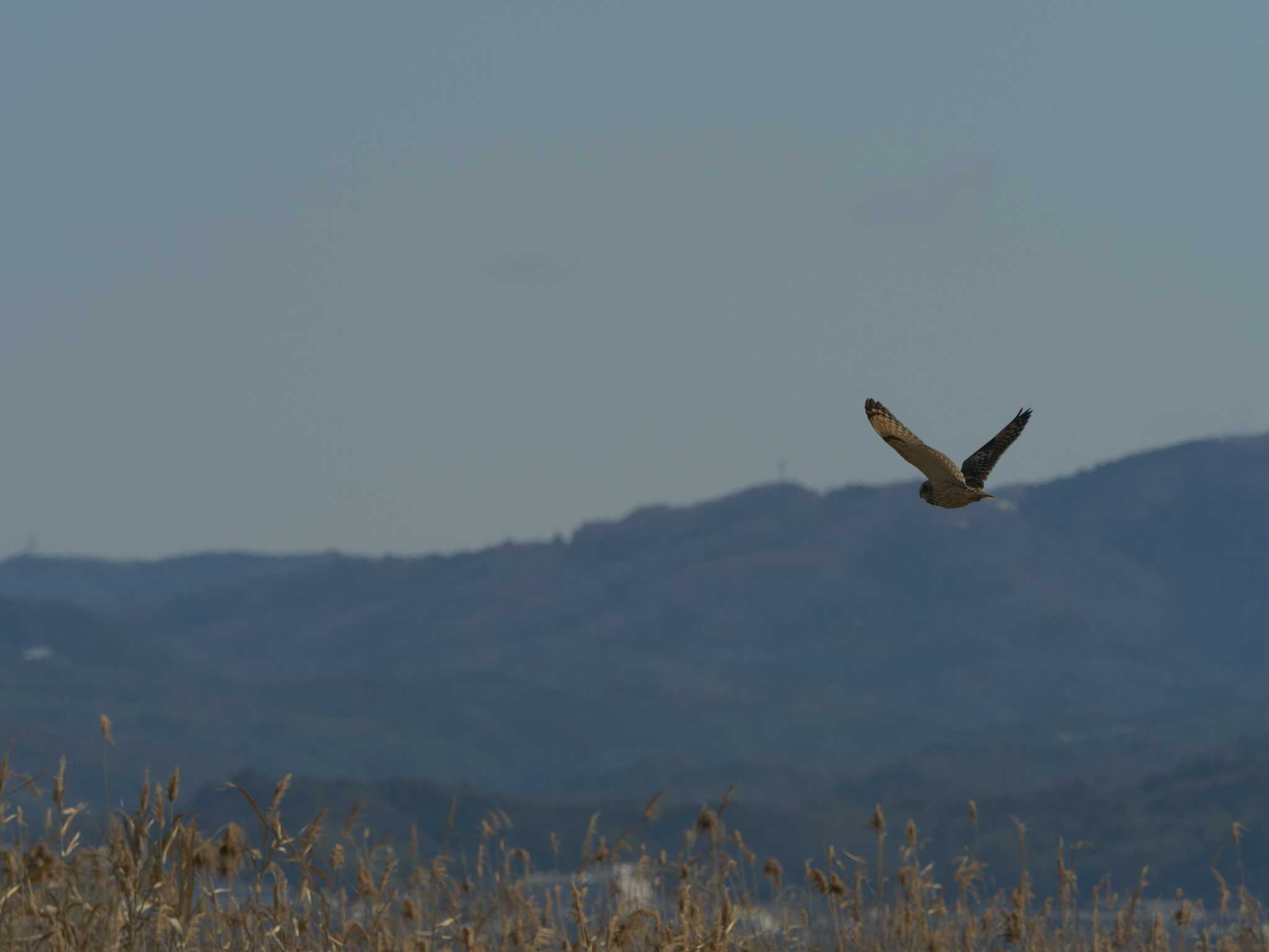 Short-eared Owl