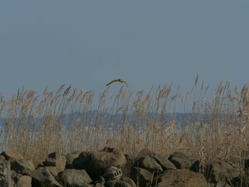 Short-eared Owl 斐伊川河口 Wed, 1/20/2021