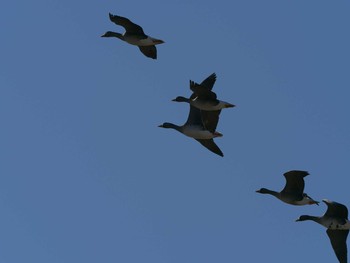 Greater White-fronted Goose 斐伊川河口 Wed, 1/20/2021