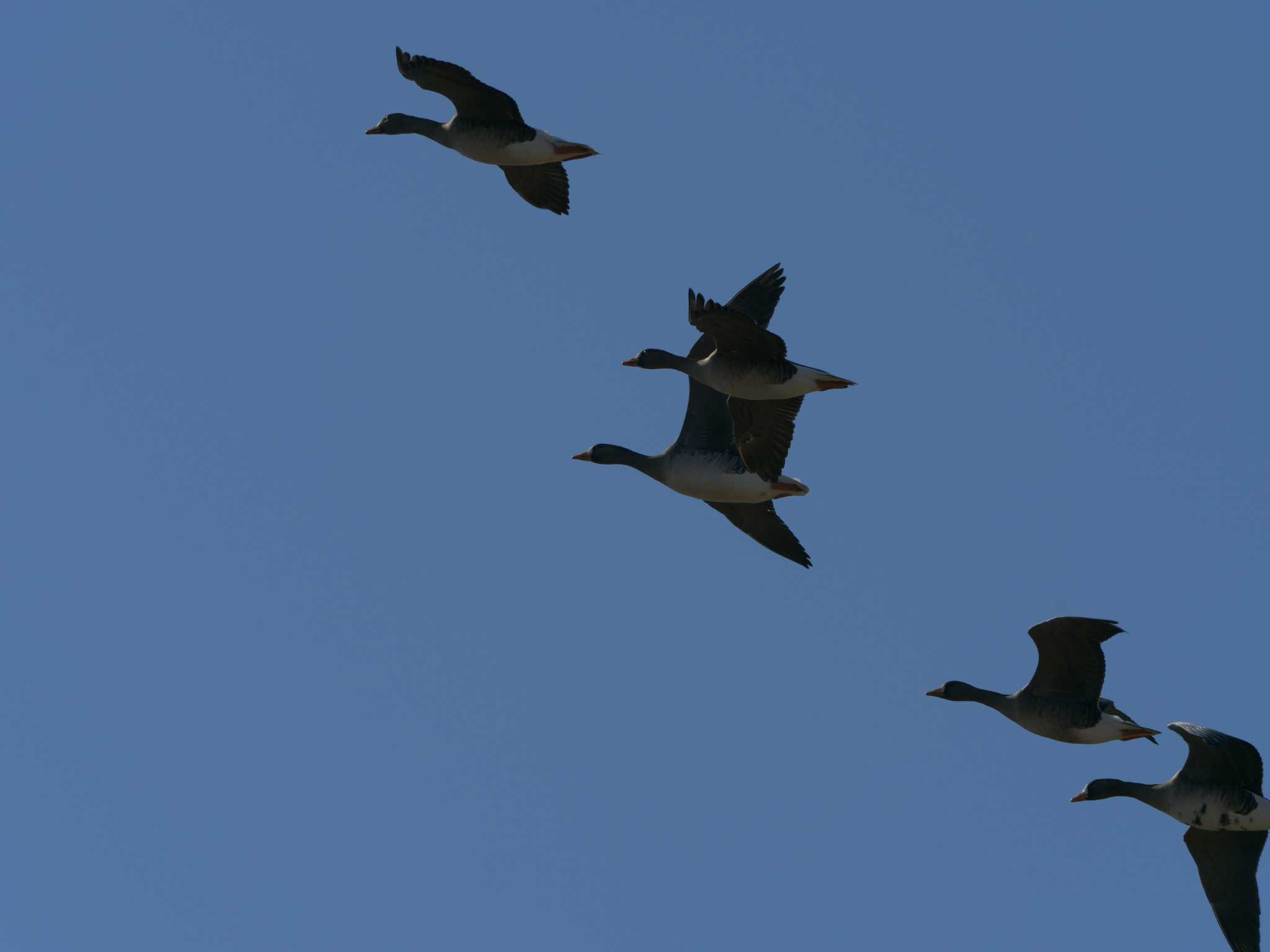 Greater White-fronted Goose