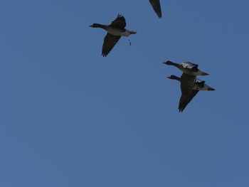 Greater White-fronted Goose 斐伊川河口 Wed, 1/20/2021