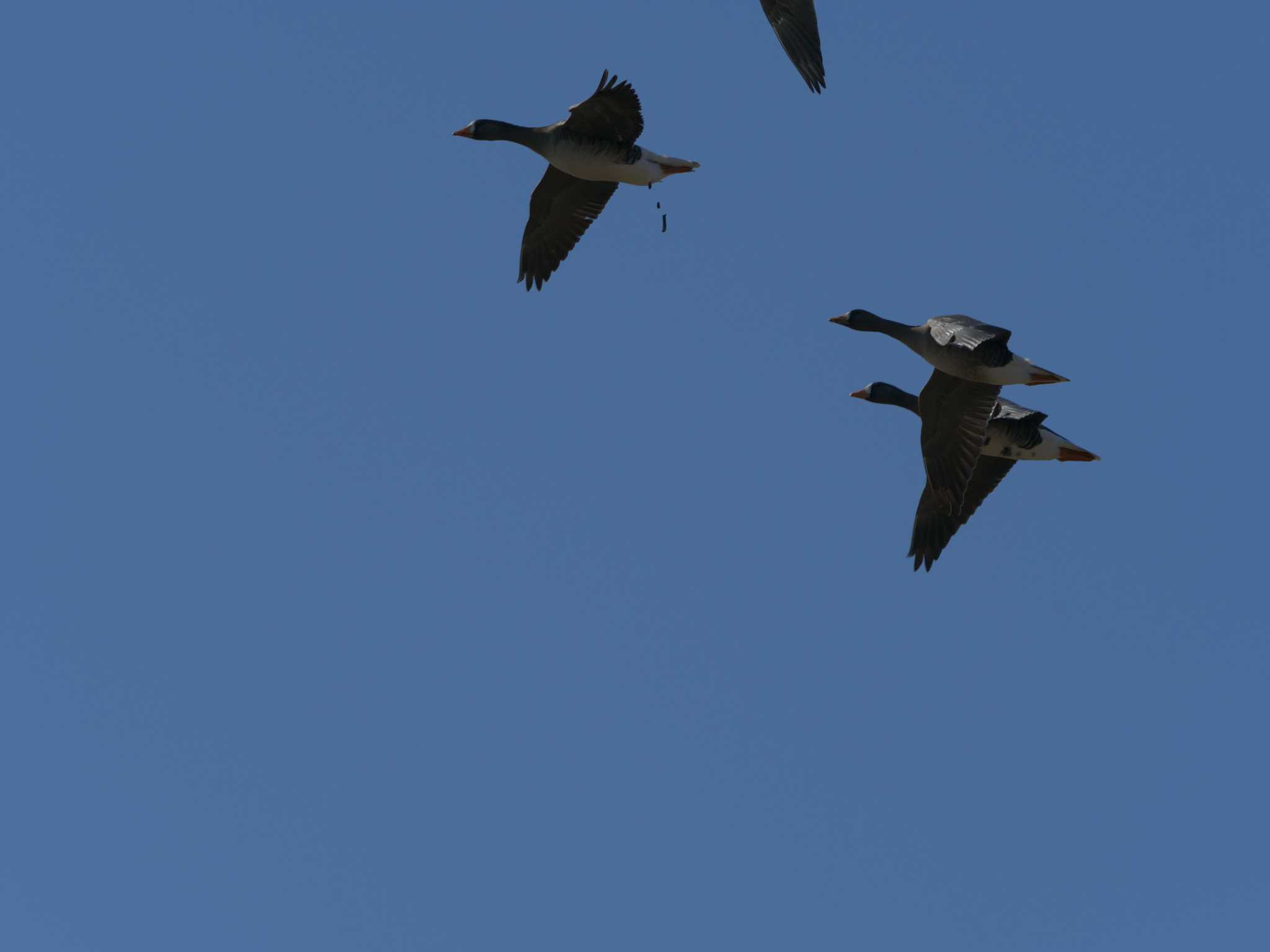 Photo of Greater White-fronted Goose at 斐伊川河口 by ひらも